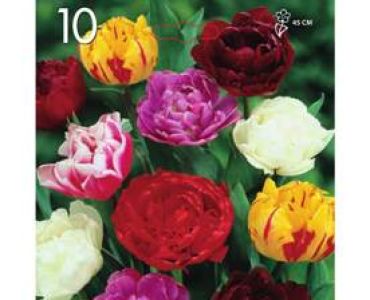 Лале Double Late Mix 